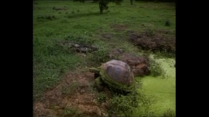 Божествената Красота на Галапагос