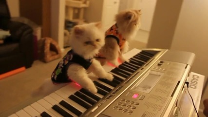 Котешки дует свири призрачна Хелоуин музика на пиано
