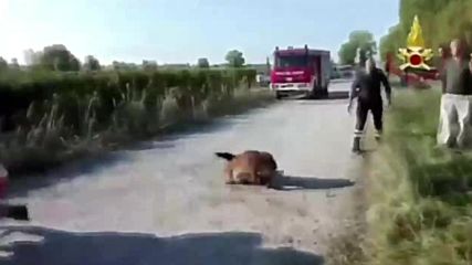 Oh DEER! See the moment stranded deer is rescued from frigid canal