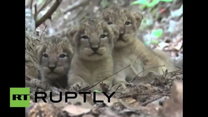 Новородени азиатски лъвчета (застрашен вид)