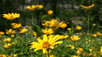Red, yellow, blue flowers