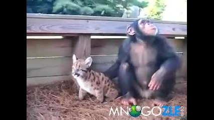 Маймуна и сладко леопартче 