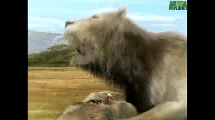 National Geographic Animal Face - Off Lion vs. Croc