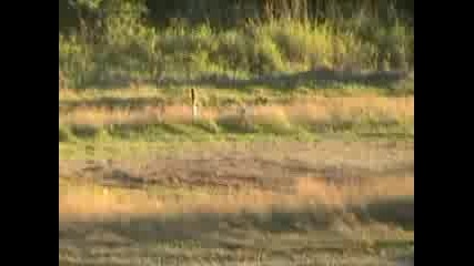 Ktm 85cc & 6yr old Chase Monster