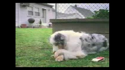 kuche pushi kachak