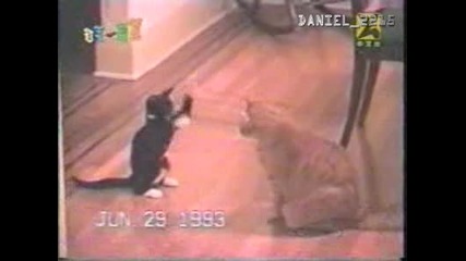 Котешки Бой