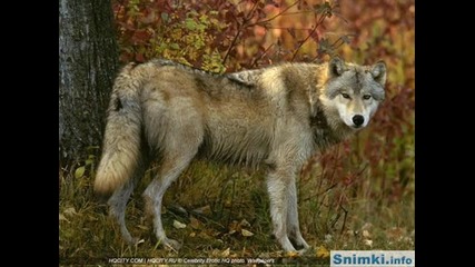Бате Пешо и Тина Wolf
