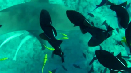 Акули в Bora Bora