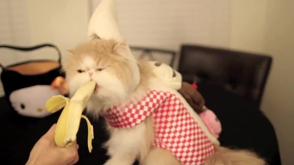 Много сладко коте хапва банан