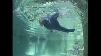 Infant Swimming Resource Splash Video Part 5