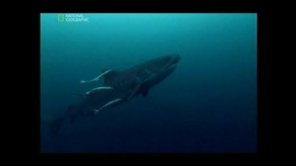 21st Century Shark Акулите на 21 век (2009) 2 Част 