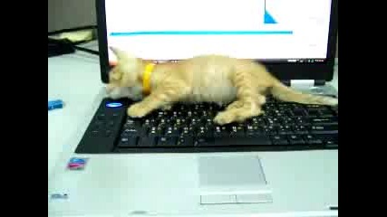 Коте щрака на лаптоп :) ) ) 