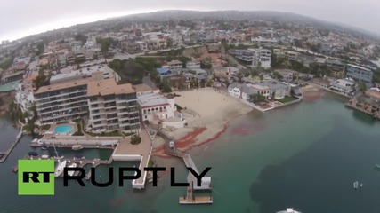 Дрон снима хиляди гигантски червени скариди на плаж в Калифорния