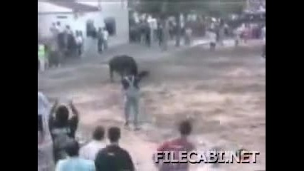 bull terrier спасява стопанина си от от разярен бик