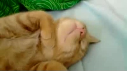 Коте говори на сън!!