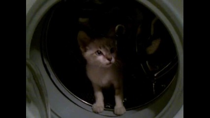 Котенцето ми Бенджи в пералнята :d