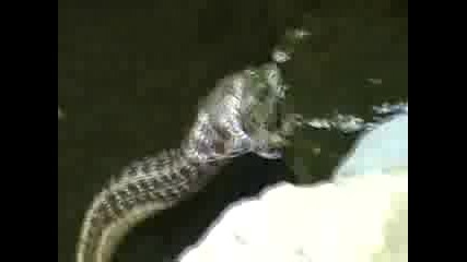 змия се измъчва с голяма жаба