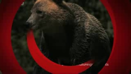 Super Slo Mo of Bear shaking water off its fur - Natures Great Events