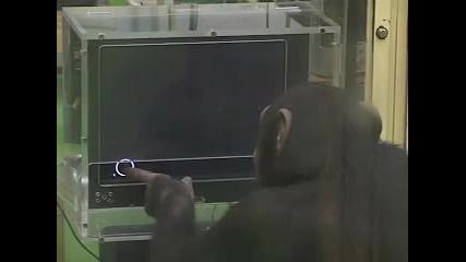 Много умно шимпанзе