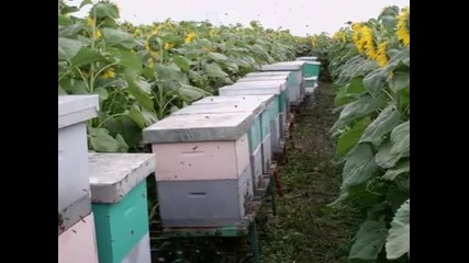 Хубави пчелини от Сърбия