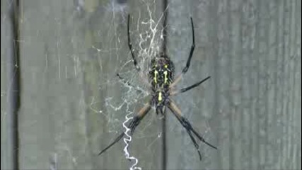 Гигантски паяк от двора 