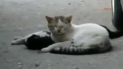 Котка се опитва да спаси любовта си