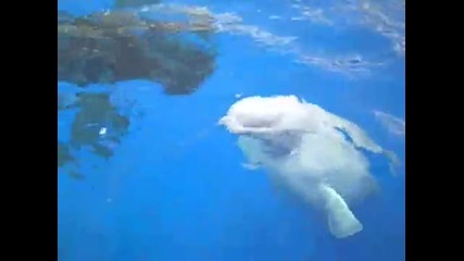 Nanuq & Ferdinand белуга, китове-kisses-(san Diego Sea World)