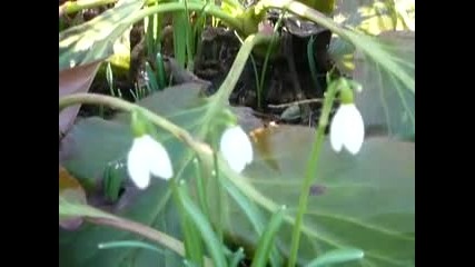 Wonderful Chill Out Nature - Чудесата на природата