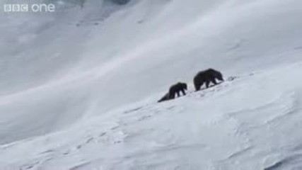 Hd: Grizzly Bears Negotiate Snowy Mountains - Natures Great Events: The Great Salmon Run - Bbc One 
