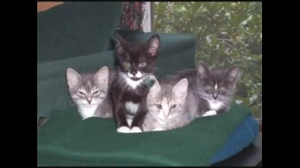 Sweet Little Kitties