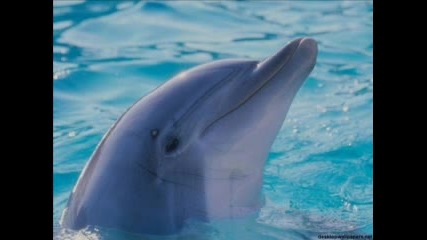 Делфинчета
