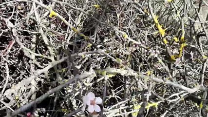 Изсечени плодни дръвчета в лозята на Аксаково