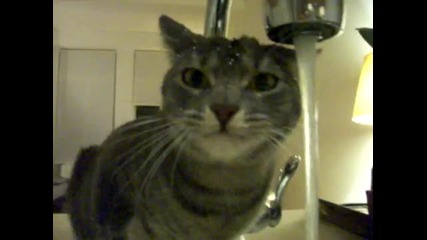 котка взима душ 