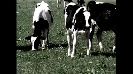 countryside alliance crew 