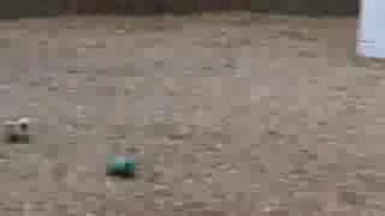 Doberman K9 Training