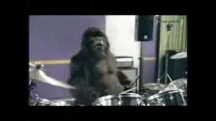 Cadburys   gorilla