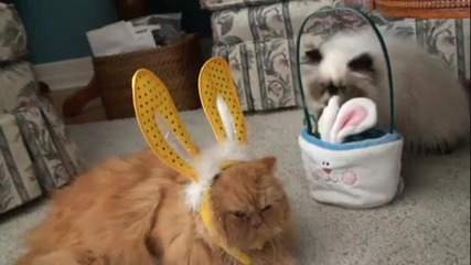 Котета празнуват Великден 