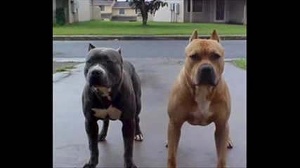 pit bull