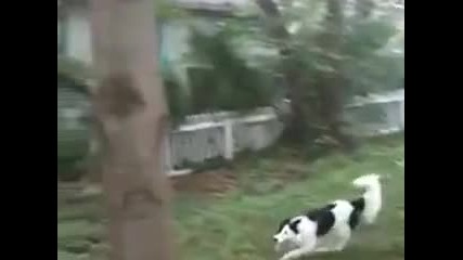 Куче Изкачва дърво 