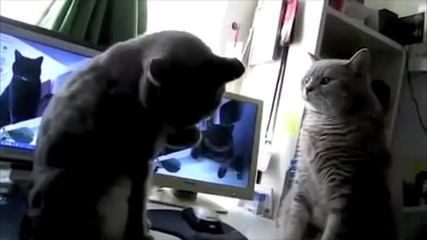 Котки Си Играят На Пляс Пляс Рачичките !