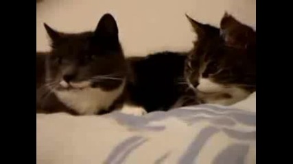 Две Котенца Си Говорят