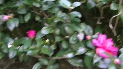 10 Seconds of Bush - Youtube