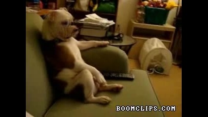 Куче релаксира като гледа телевизор 