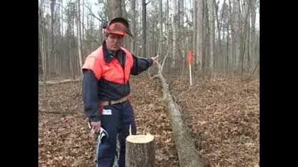 Cut Down a Tree Safely
