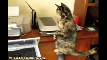 Котка се стряска от работещ принтер
