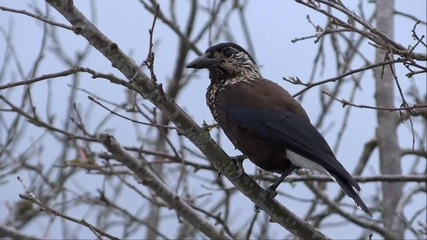 Birds - Flowers