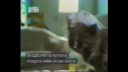 Коте и папагал - субтитри 