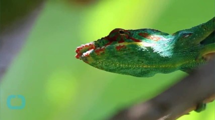 Madagascar Chameleon Actually 11 Distinct Species