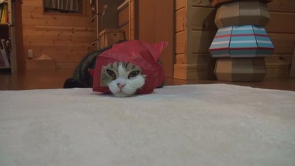 Котето Мару и червената хартиена торбичка .. Сладур ..