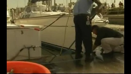 Милиони мъртви сардини изплуваха край Лос Анджелис